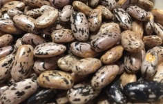 green bean seeds 6